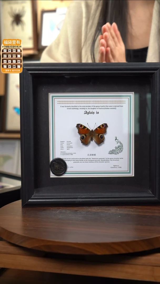 孔雀蛱蝶盲盒款7寸欧式框