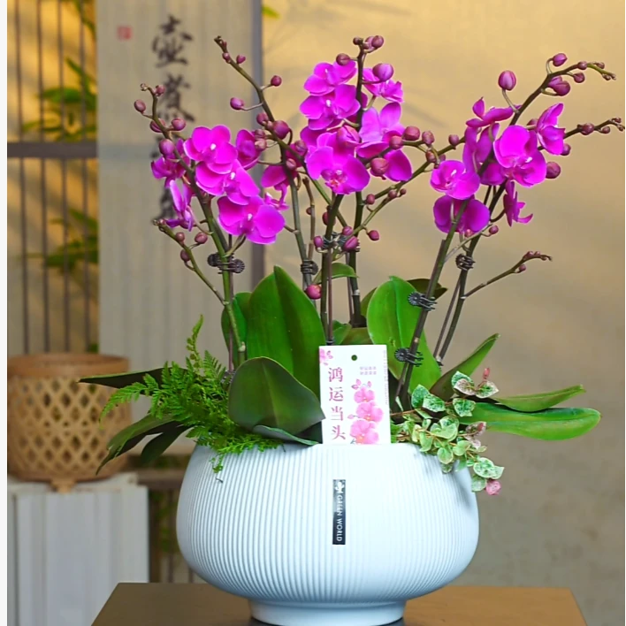 蝴蝶兰苗《带花剑》发货盆栽花卉客厅兰花大苗室内植物四季开花好养