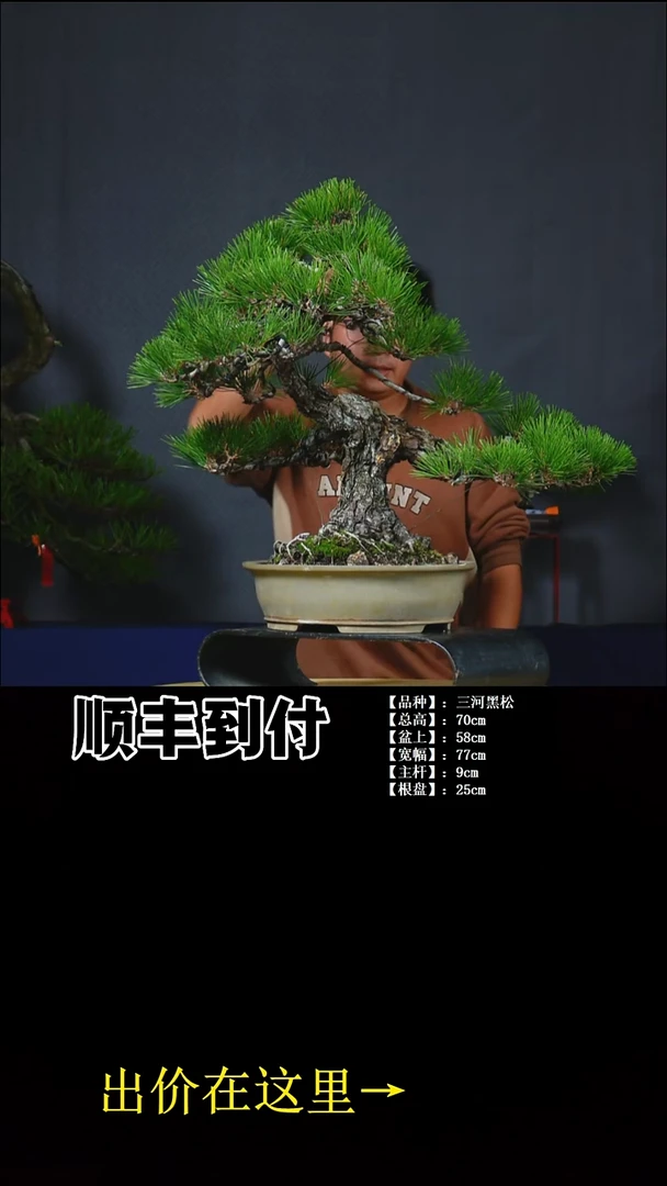 以实际为准三河黑松bubaoyou