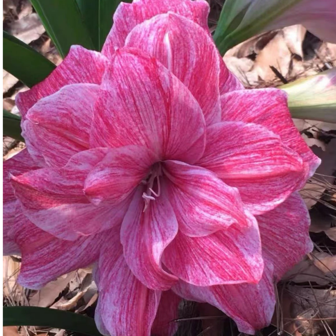 朱顶红种球【贵妇】小苗自然球，不带侧芽