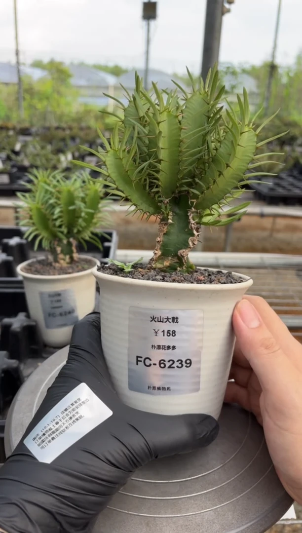 火山大戟FC-6239