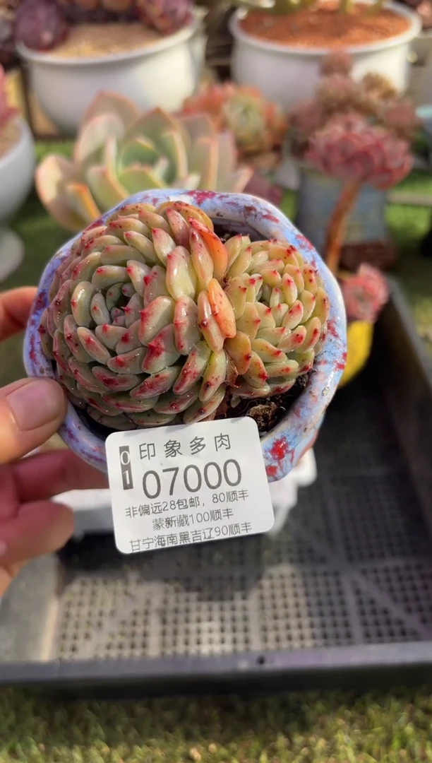 【闪购商品】07000