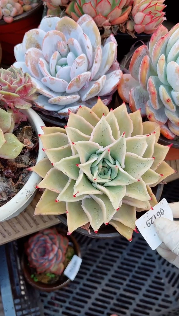 【闪购商品】06129