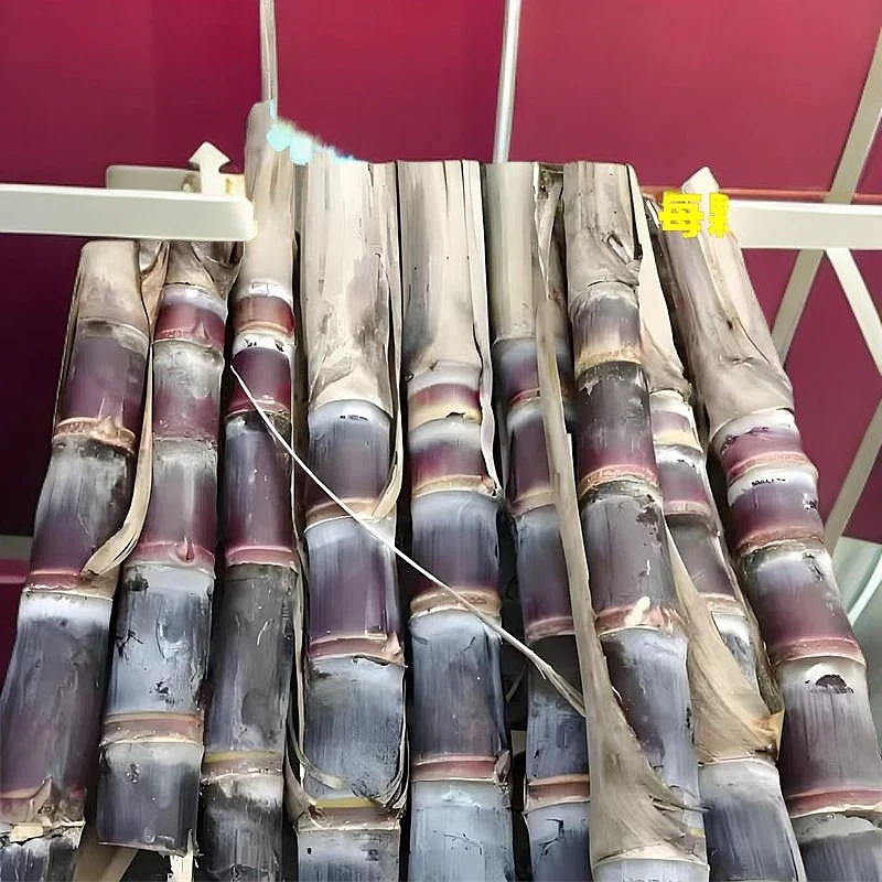 广西黑皮甘蔗种干蔗苗南北方种植水果种子籽带芽孢甜黄金甘蔗种苗