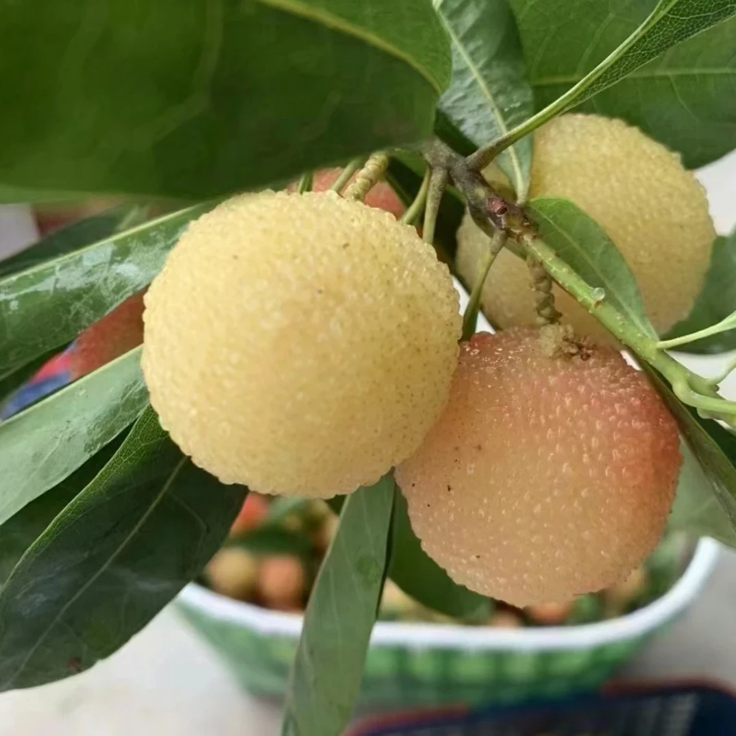 水晶杨梅树苗嫁接苗杨梅苗盆栽地栽庭院四季常青当年结果耐寒品种