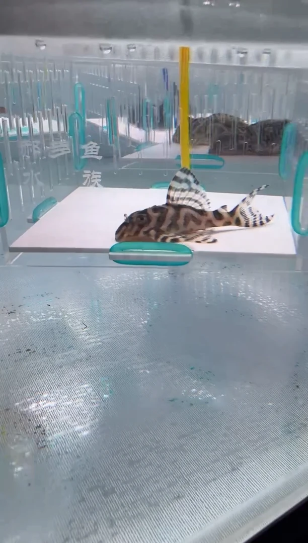 清道夫6+不包入缸损24