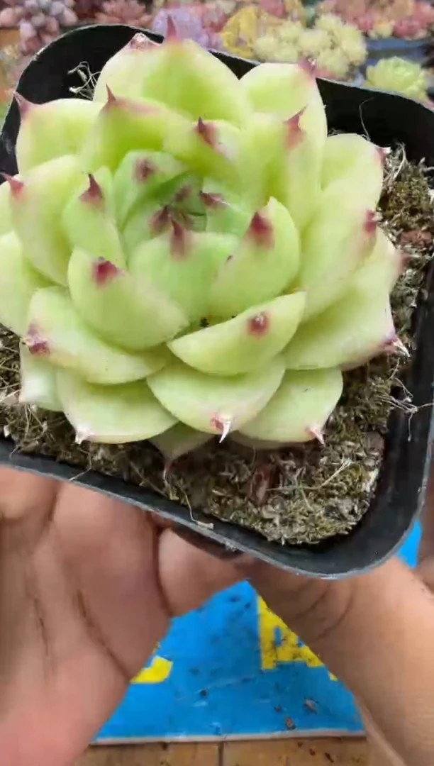 东云多肉园二店-399