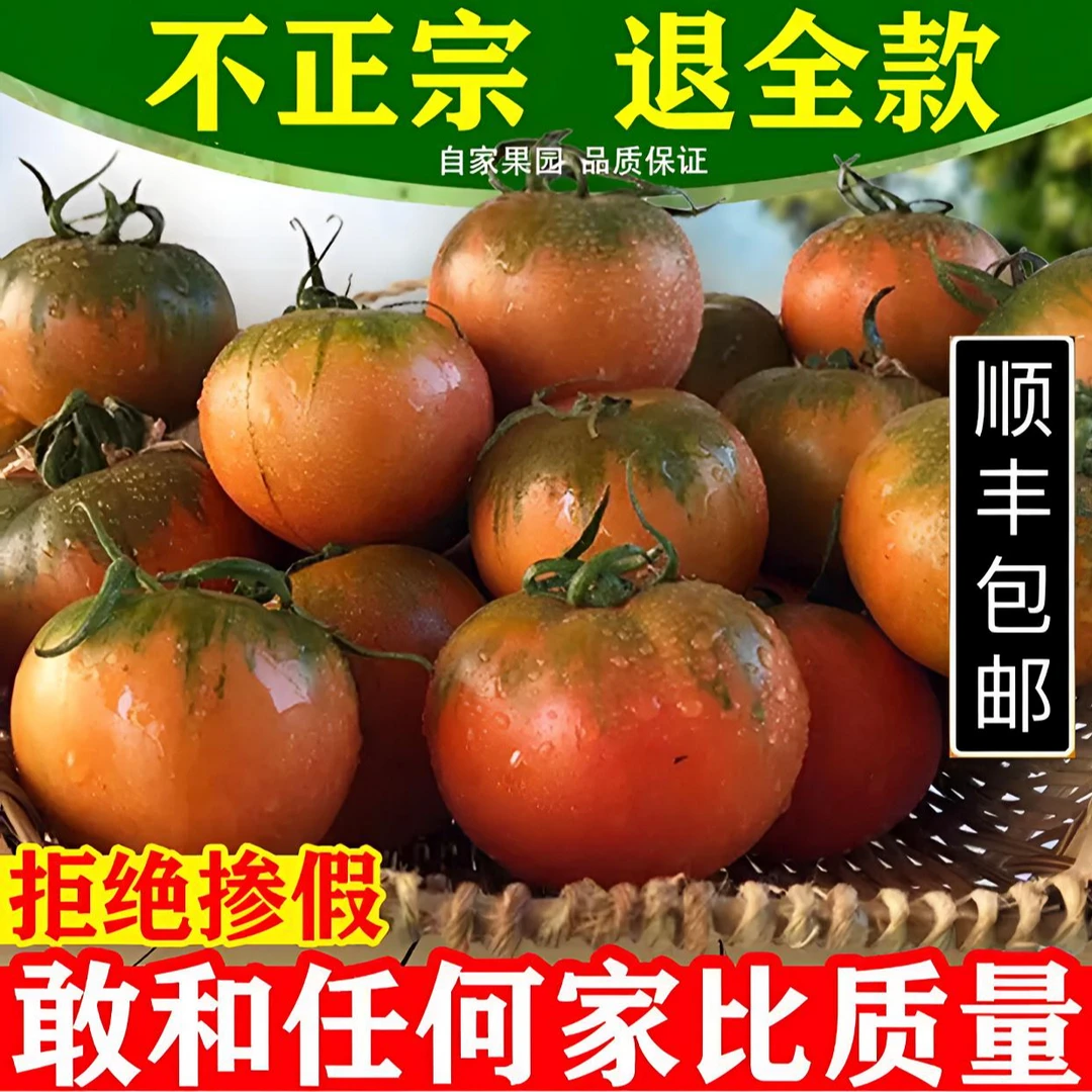 《5斤精品番茄，顺丰包邮》盘锦正宗碱地柿子草莓柿子铁皮西红柿水果
