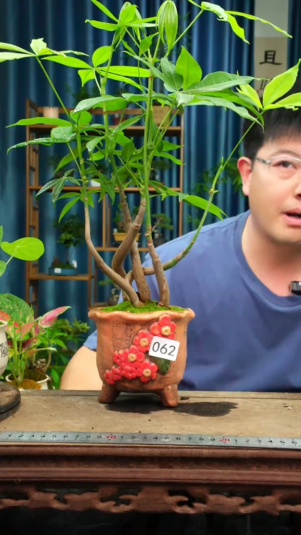 无花朵苔藓微景观062号