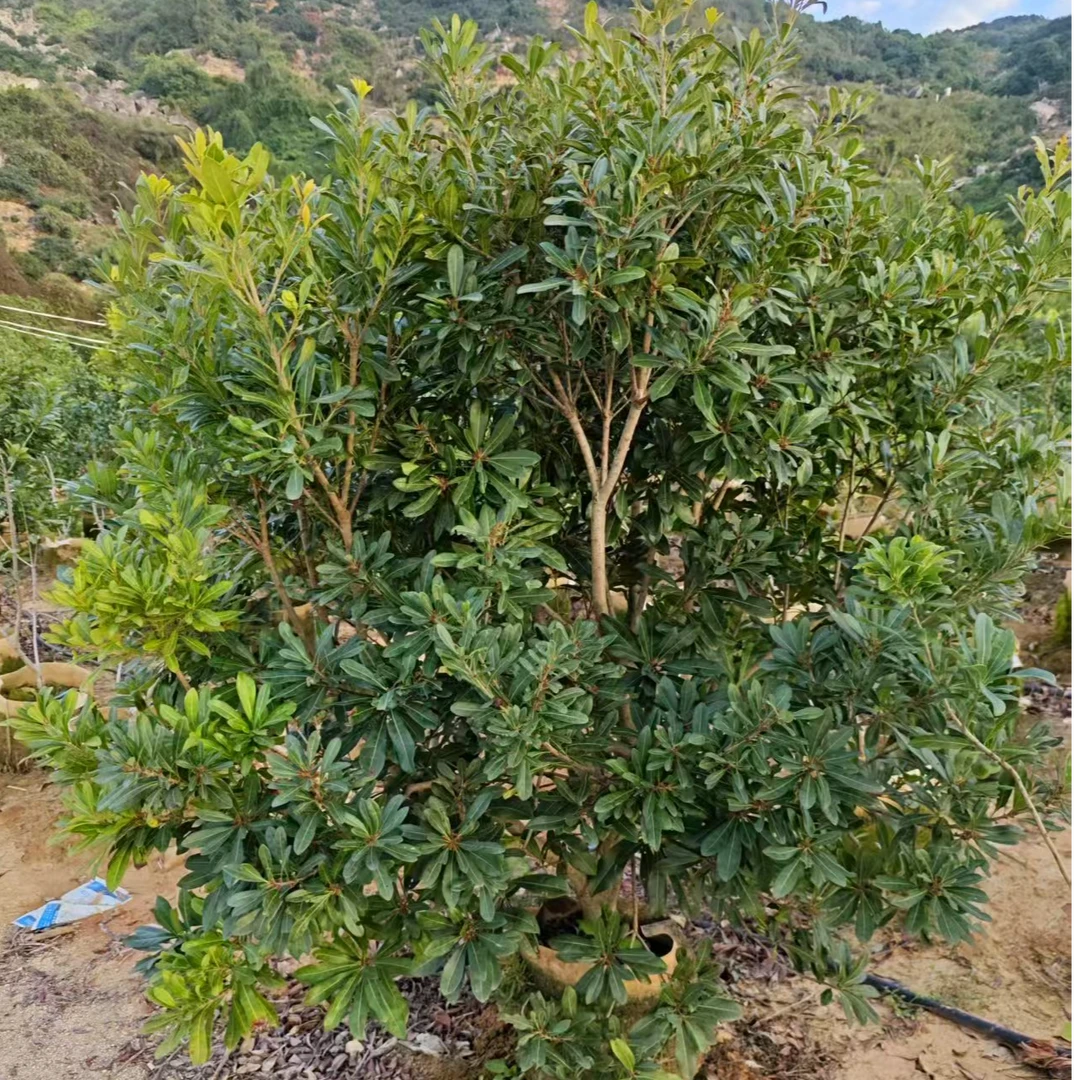 正宗嫁接杨梅苗原盆原土基地直发