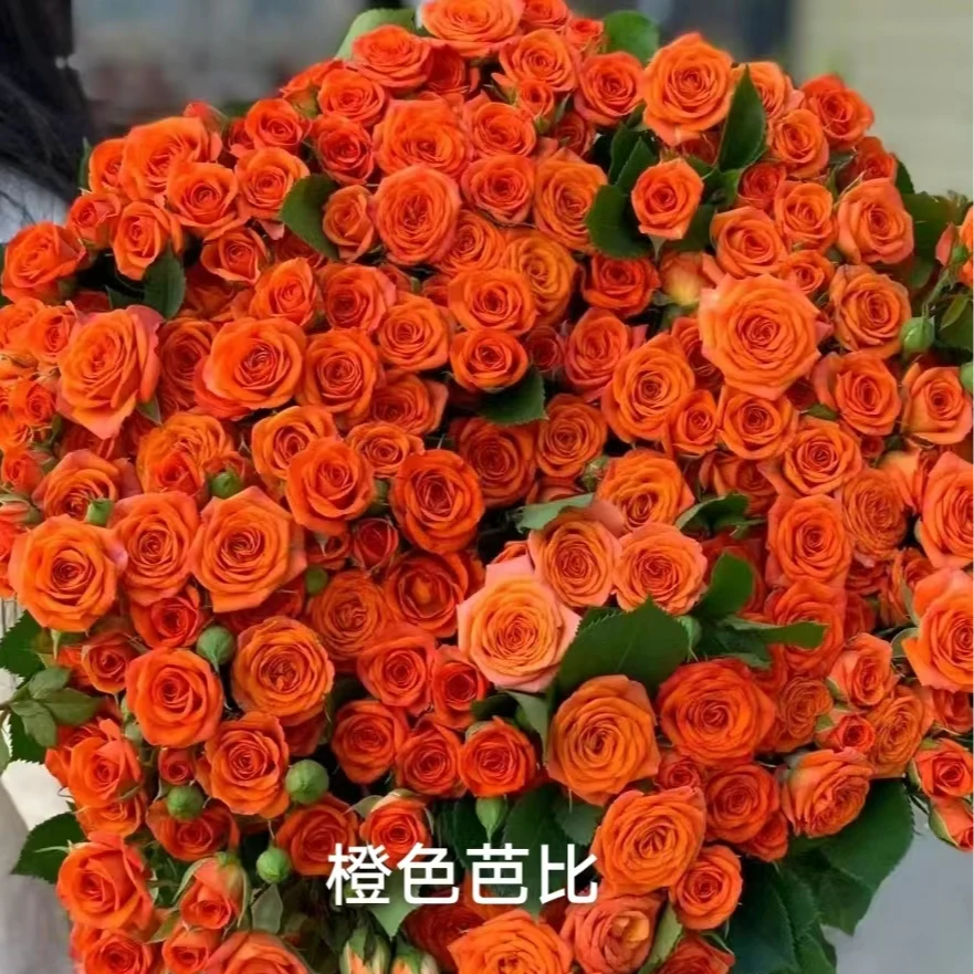 橙色芭比中苗   四季灌木月季