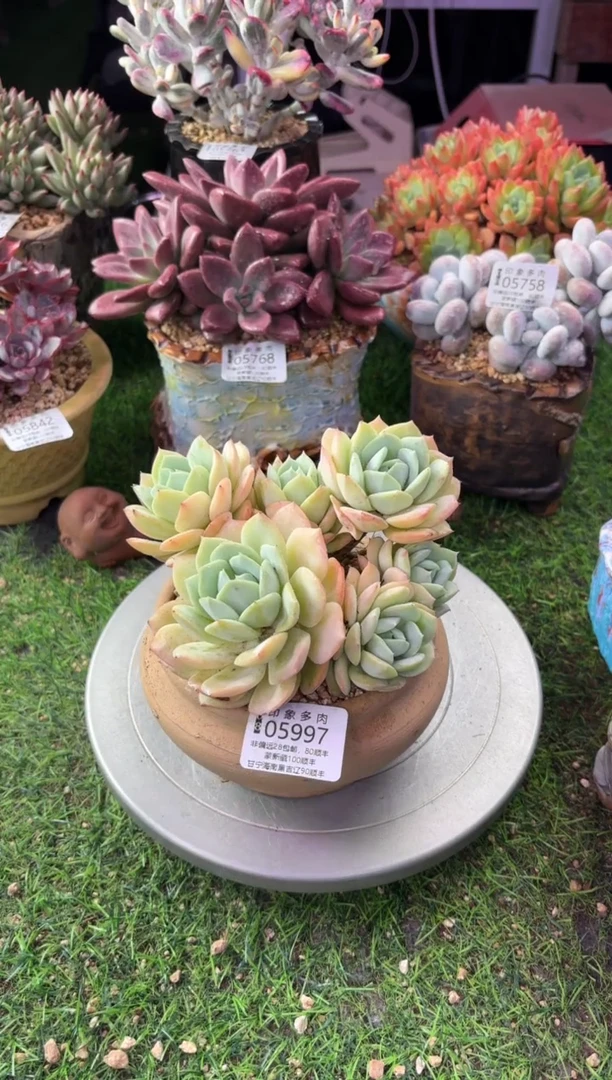 昆明印象多肉05997