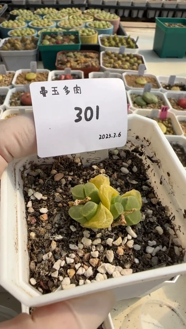 【闪购商品】3.9-301李别买