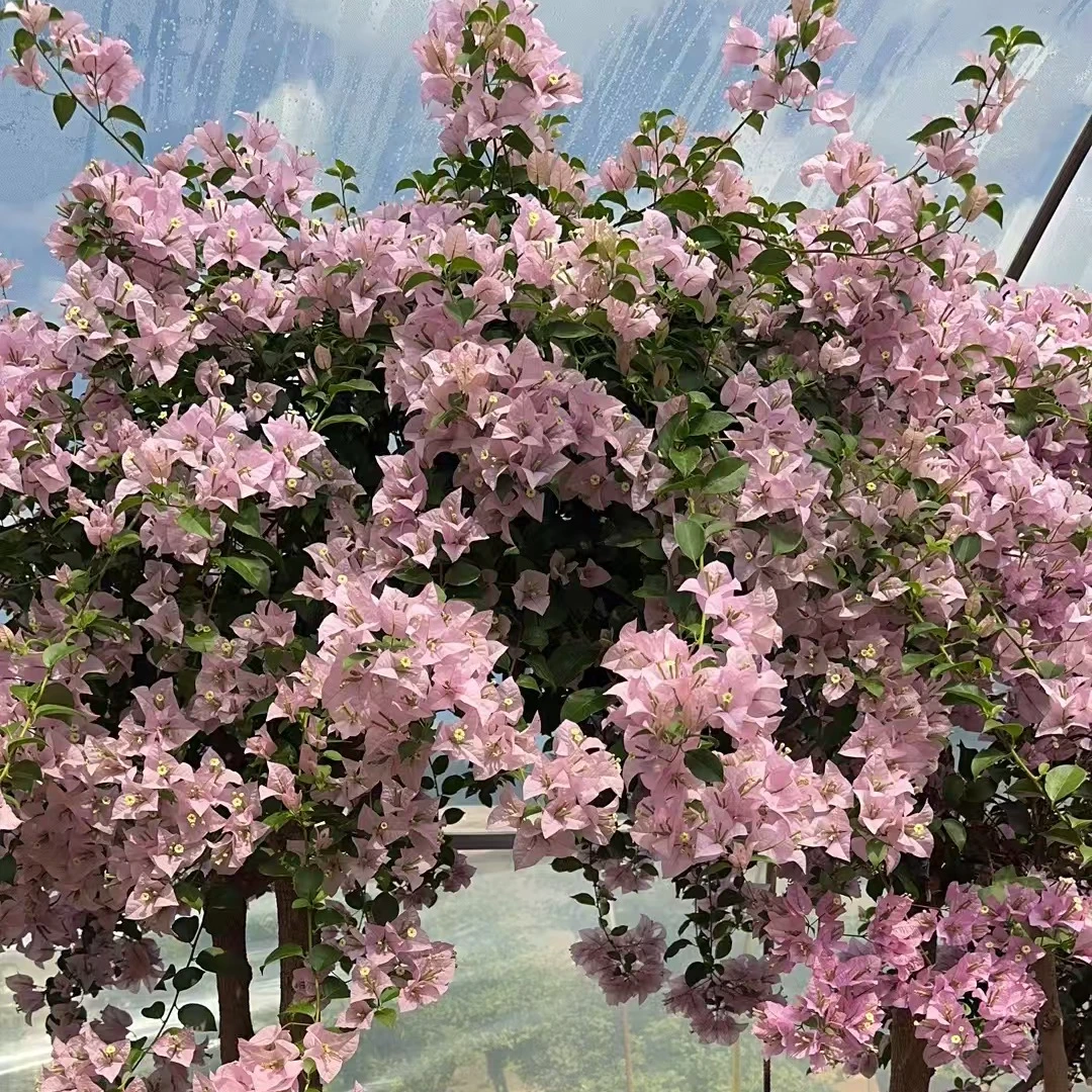 68-680链接三角梅一物一拍家庭阳台庭院花（掉花掉叶，介意慎拍）