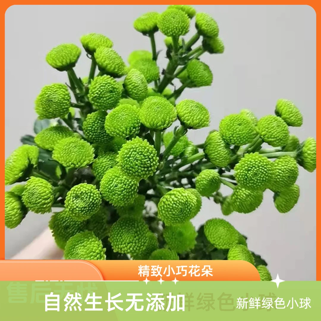 【5枝绿色小雏菊】～全店满35元包邮～生活鲜花居家花同城配送