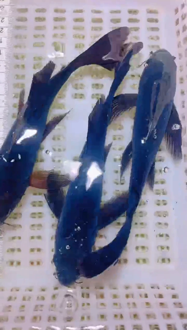 锦鲤冷水观赏鱼全场包邮5