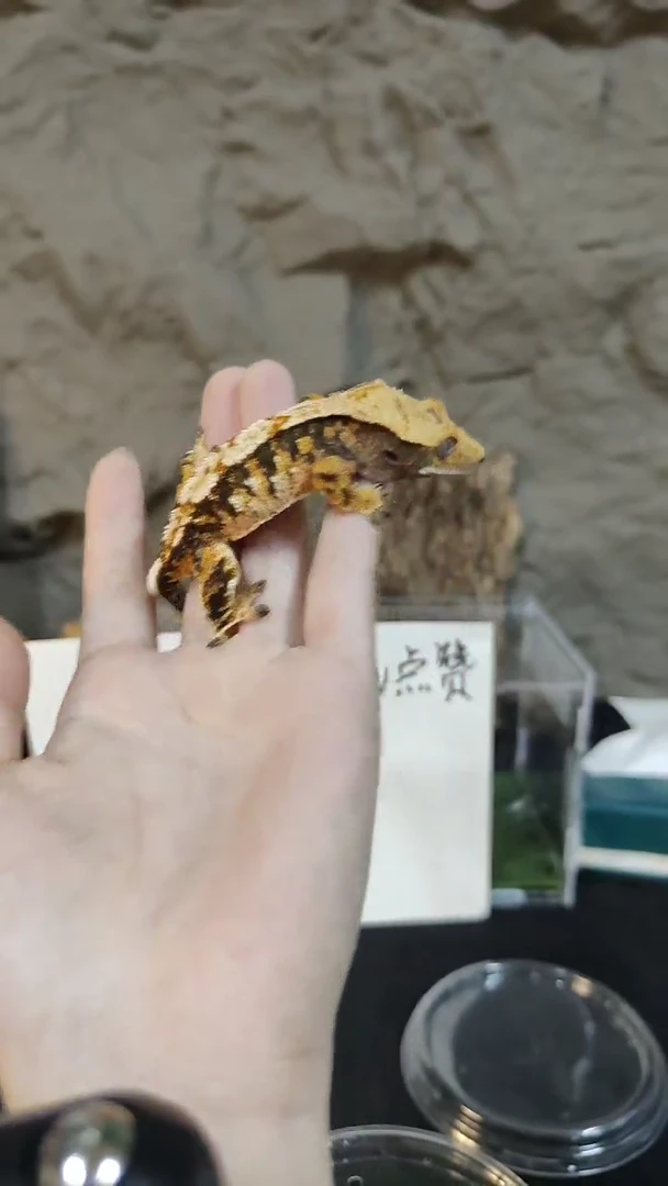 睫角守宫X*XTK-74睫角守宫黑底奶油三色