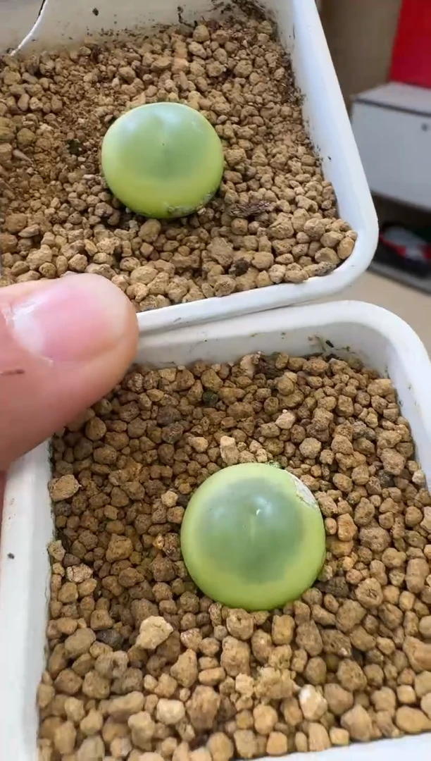 【闪购商品】19-44娘惹拉登母本一颗