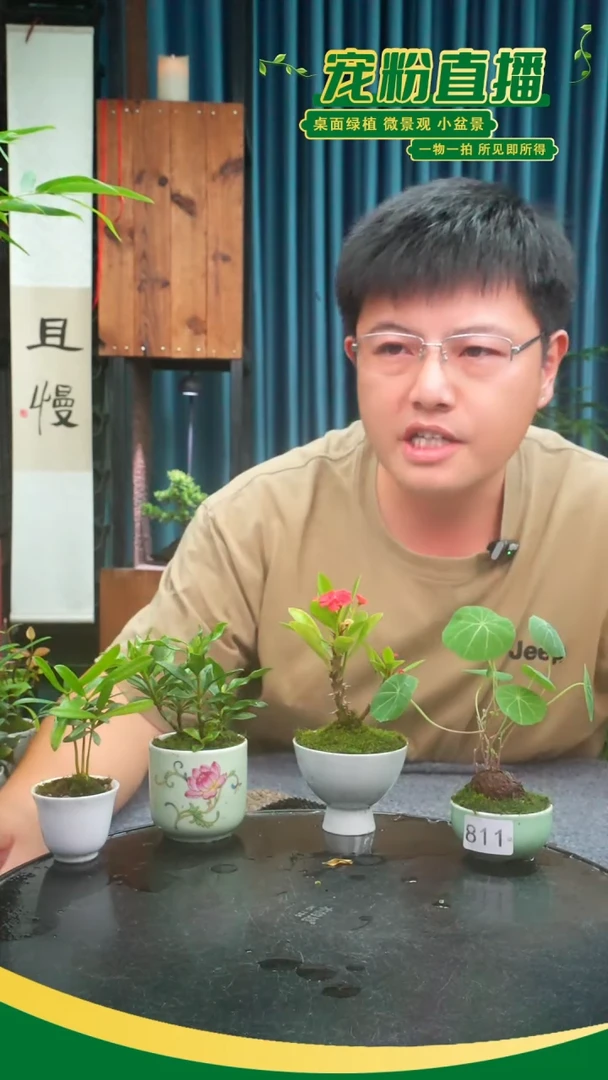 无花朵R****n苔藓微景观811号