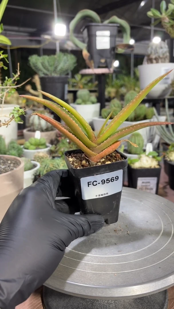 福氏芦荟FC-9569