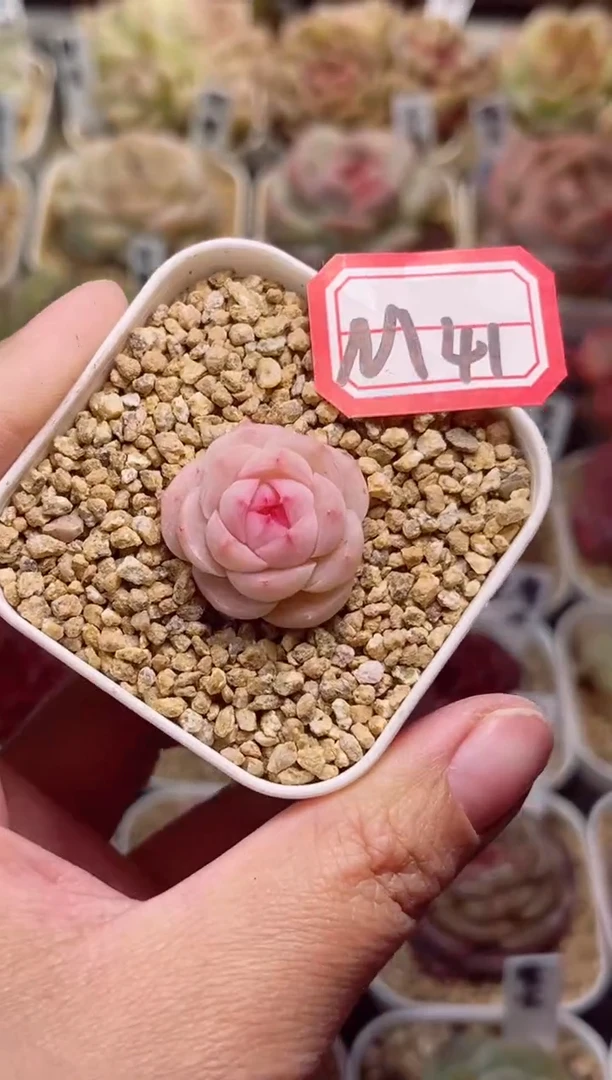 【闪购商品】M41奶豆一物一拍