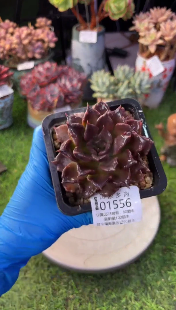 昆明印象多肉01556