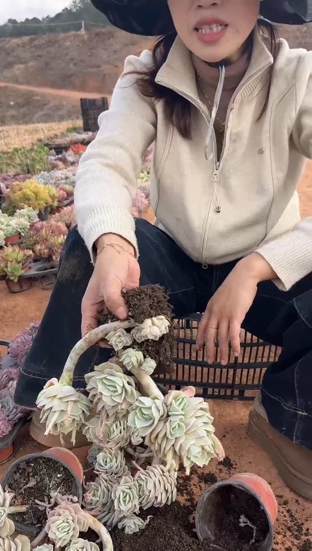 【闪购商品】14-可爱玫瑰群