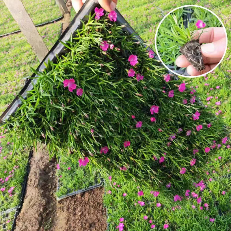 [欧石竹穴盘] 128苗 多年生庭院地被花期长四季开花卉植物耐寒晒