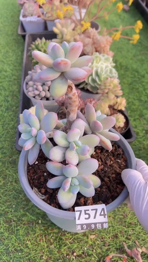 【闪购商品】信福多肉一物一拍