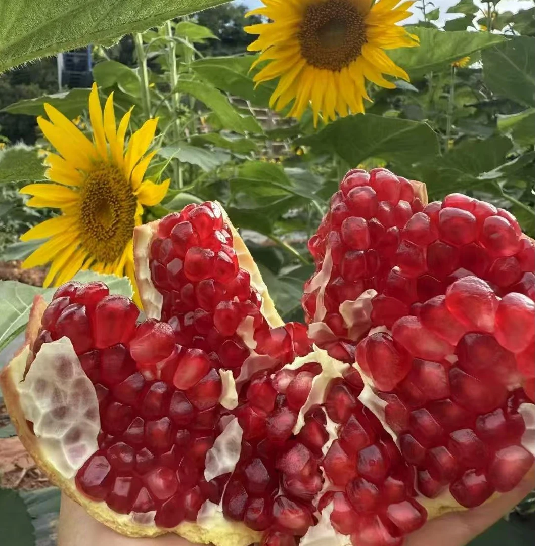 四川会理应季新鲜软籽石榴皮薄香甜多汁(送礼佳品）