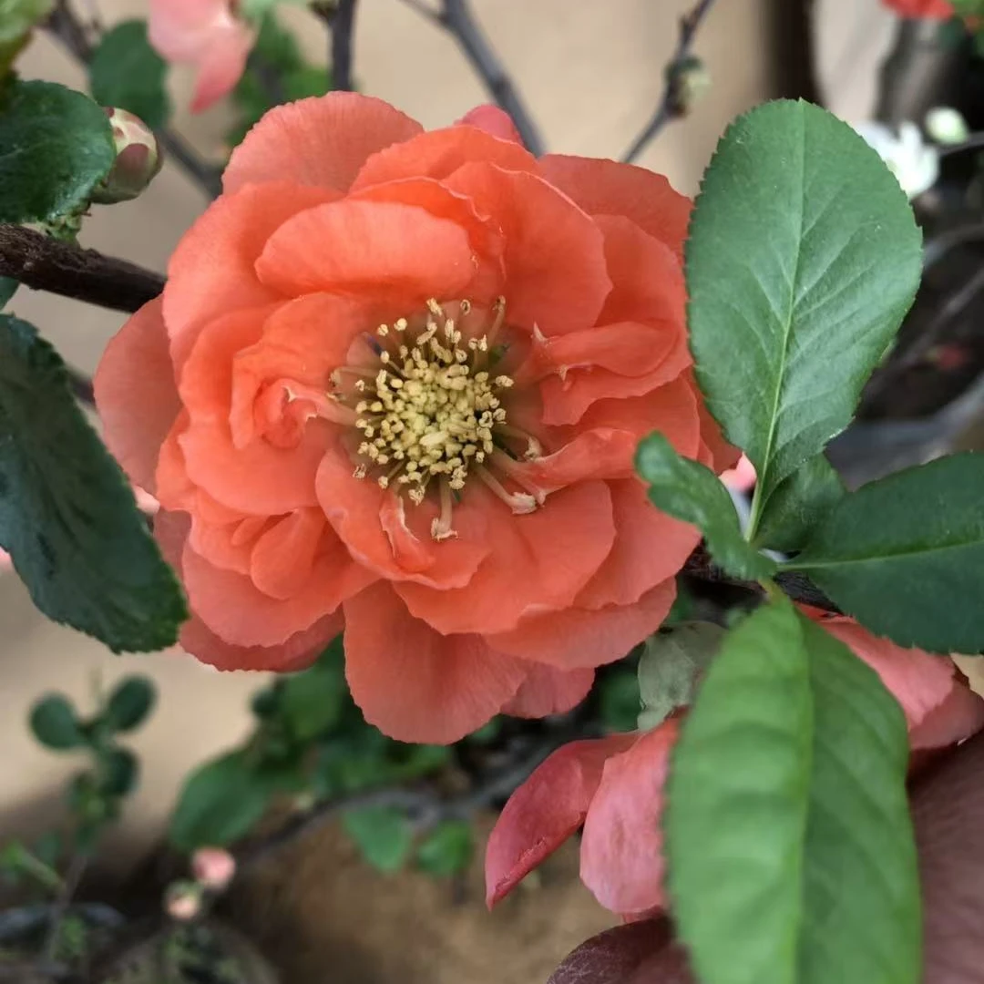 【原生】香橙耐寒耐旱耐高温