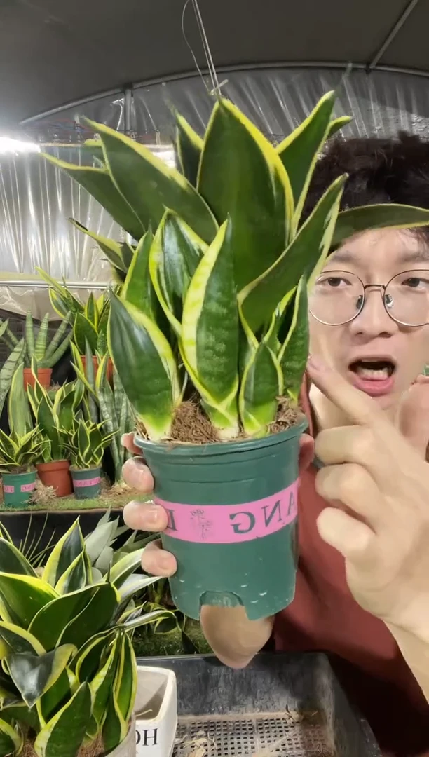 （618）10厘米宝塔金荷花13.8