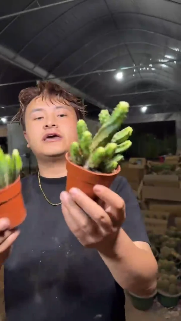 2颗 大桃太郎【带根】微徒