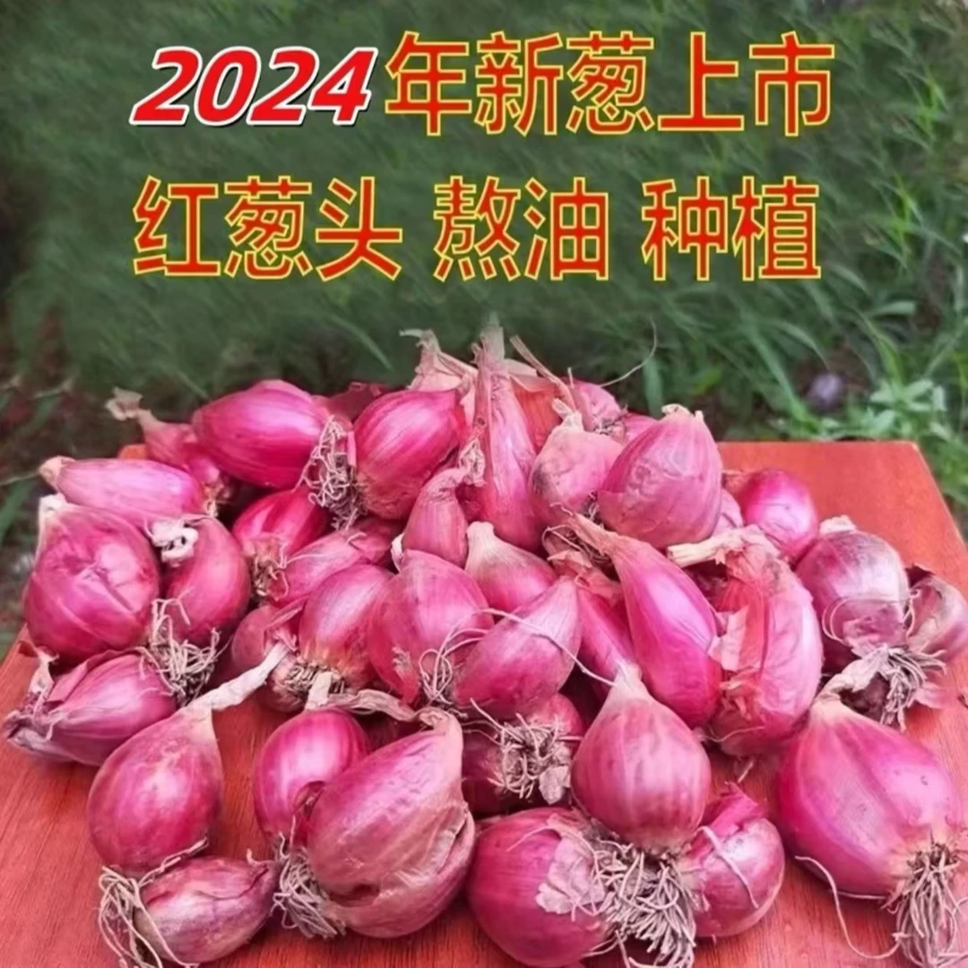 农家四季火葱头四季种植香葱火葱红葱头熬油葱