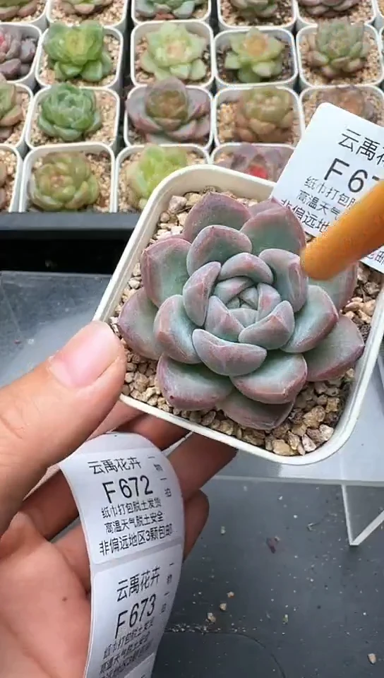 671F云禹多肉植物 默认脱土纸巾打包 3颗包邮