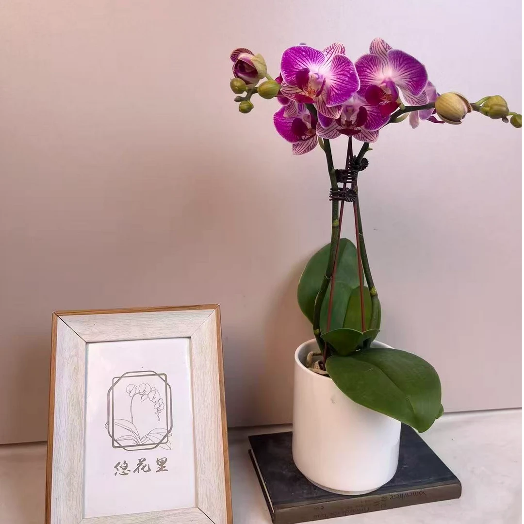繁星里蝴蝶兰（2.8寸杯富贵鸟）带花带花苞开花珠发货