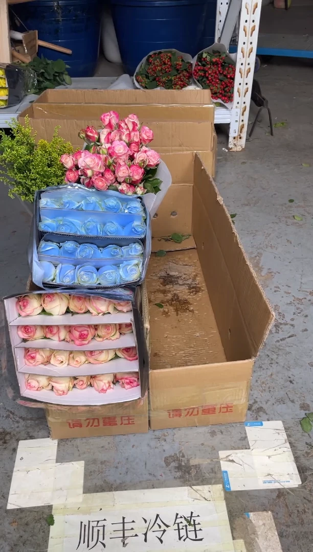 艾沙20枝+碎冰蓝20枝+折射10枝+黄莺