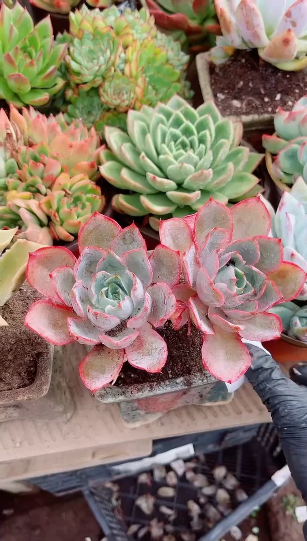 浅**笑多肉植物一物一拍17130