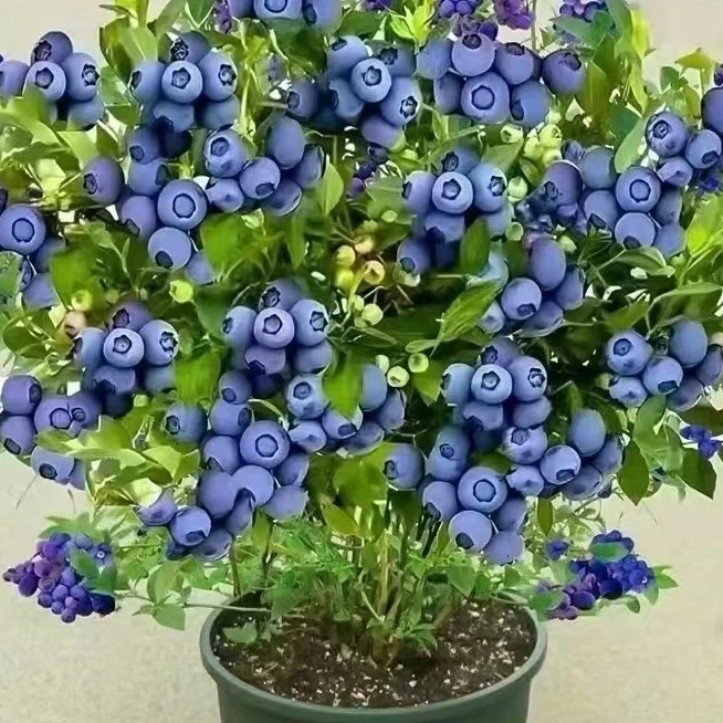 【新人福利】大果脆甜 蓝莓苗组培苗 苔藓苗南北方盆栽地载