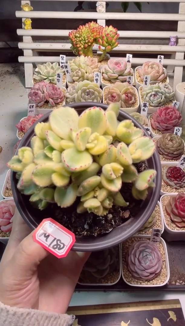 【闪购商品】M180白熊一物一拍