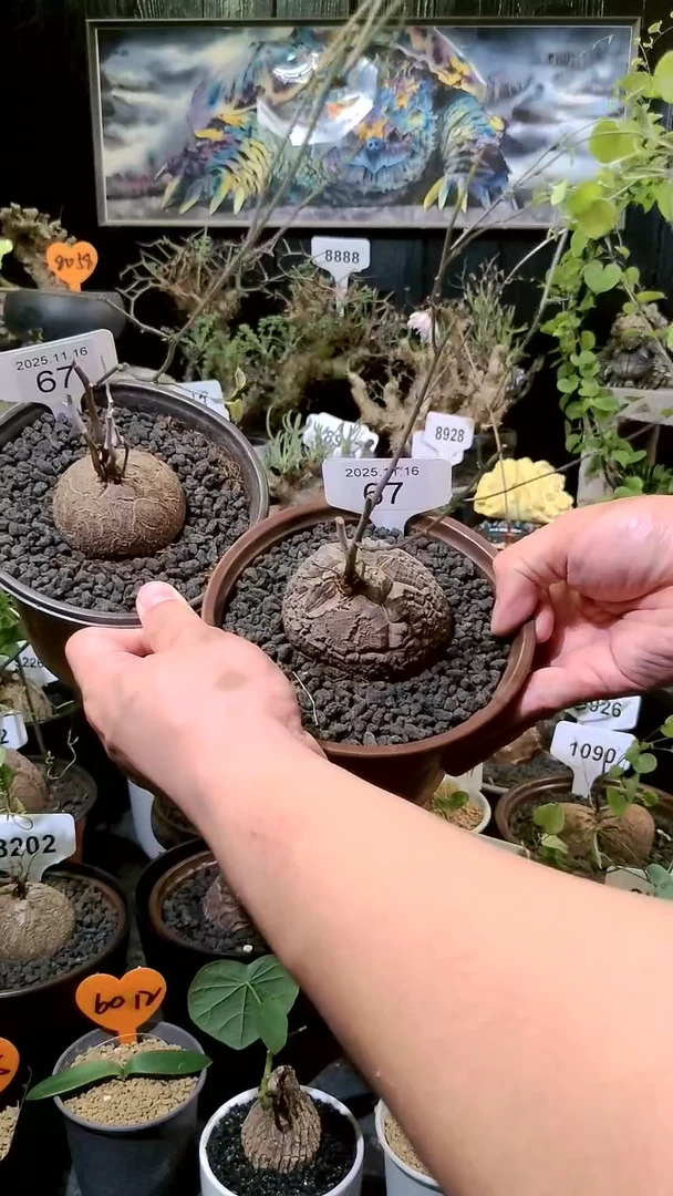 67号1116福利南非龟甲龙买一送一