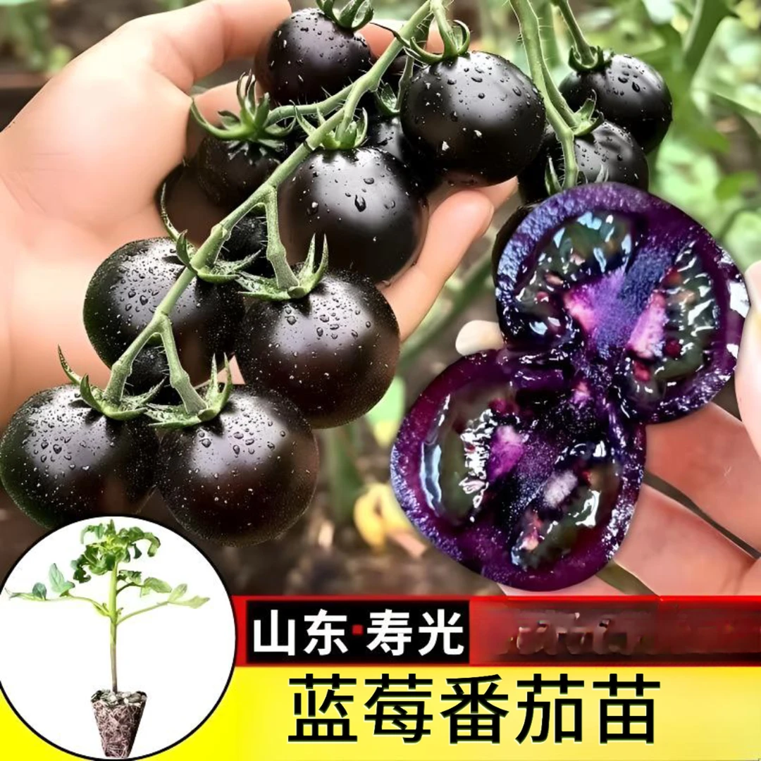 【山东寿光苗场直发】纯黑紫色蓝莓番茄苗阳台小院新手小白种植简单商品图