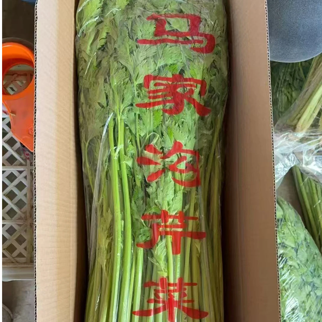 [张书记助农】新鲜马家沟芹菜芹香浓郁空心无筋生吃热炒营养美味芹菜