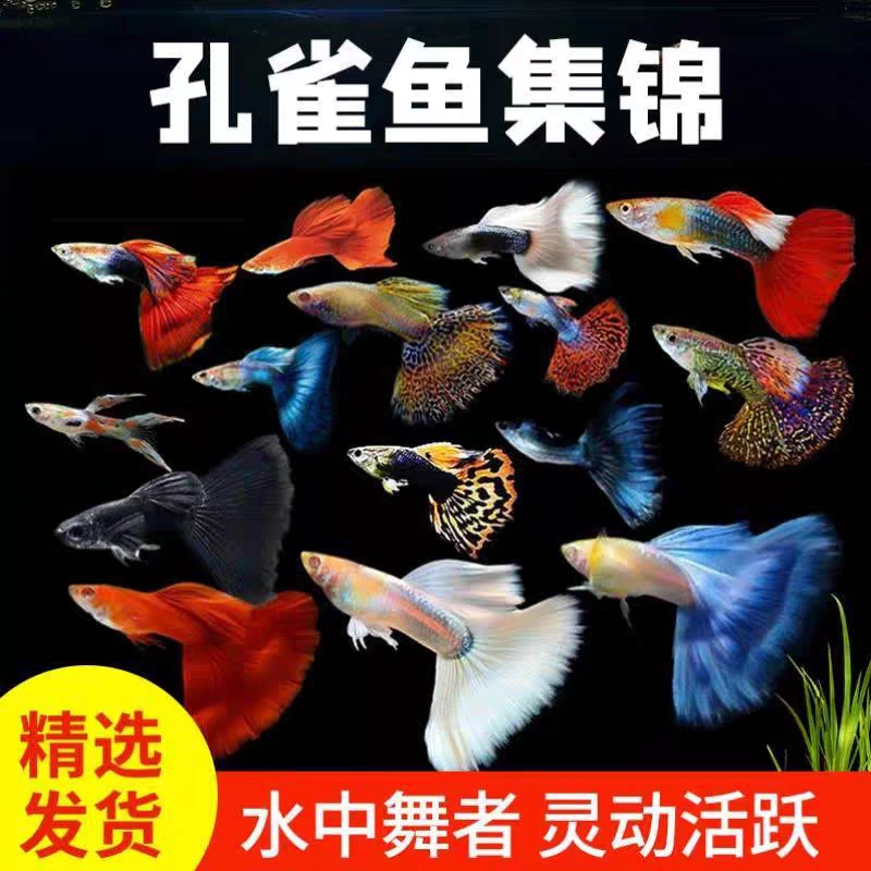 精品孔雀鱼放生鱼混搭套餐 能生小鱼好养耐活 热带观赏鱼tx