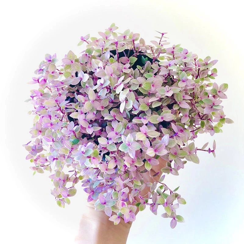 胭脂云多肉盆栽 小叶子油画婚礼吊兰植物粉红色的回忆净化空气