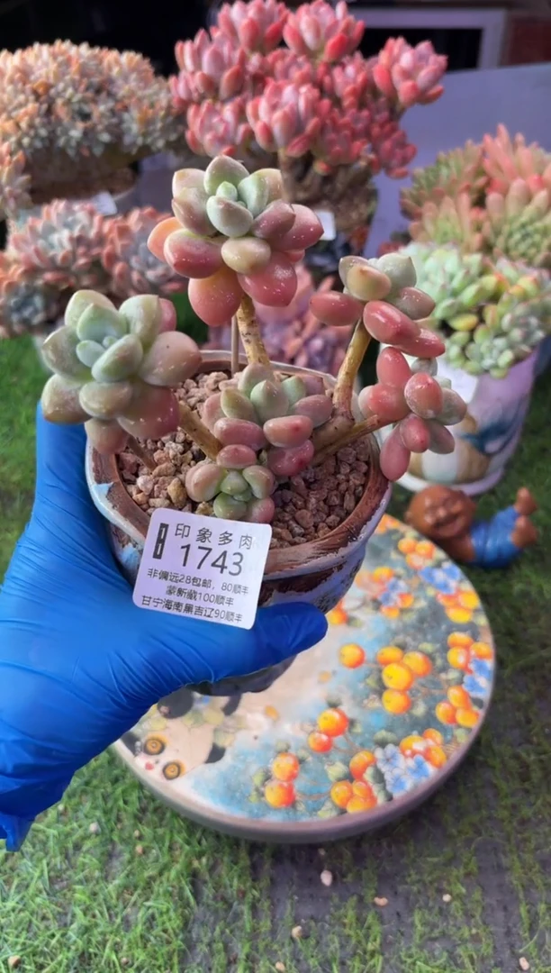 昆明印象多肉1743