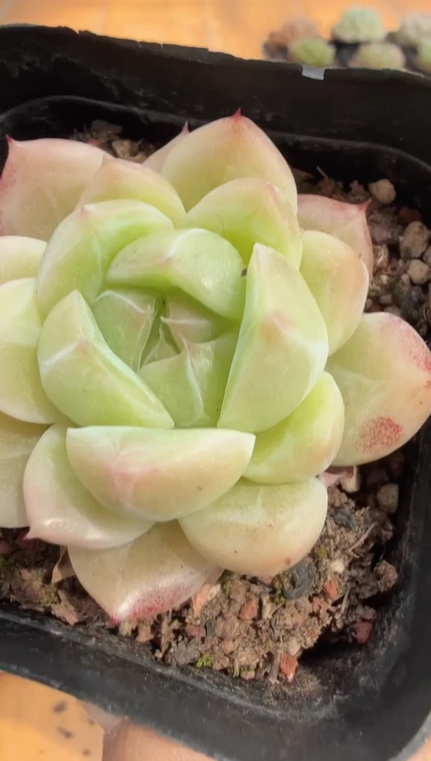 东云多肉园二店-428