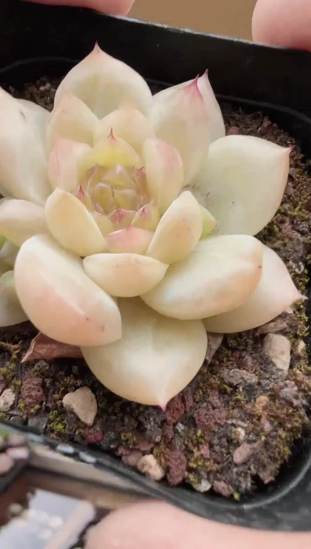 东云多肉园新款-11