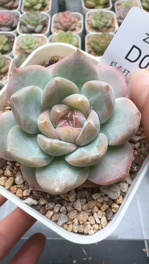 043D云禹多肉植物 带盆土纸巾打包 3颗包邮