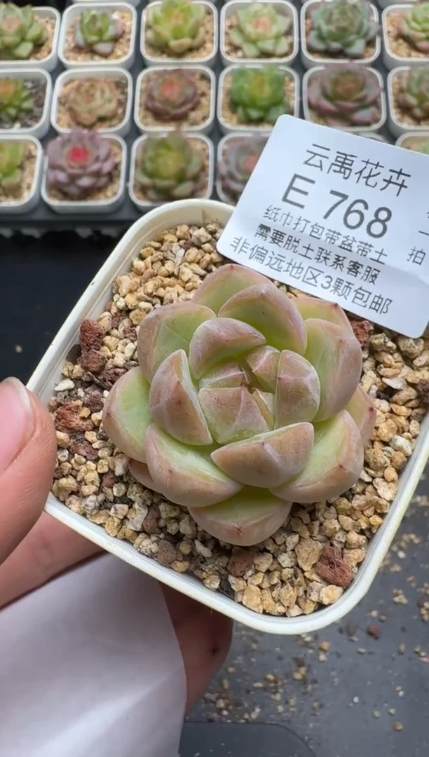768E云禹多肉植物 带盆土纸巾打包 3颗包邮